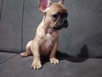 French bulldog dişi