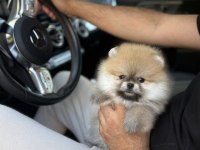 Pomeranian boo köpekler