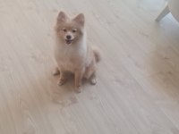 9-11 aylık tilki surat dişi pomeranian