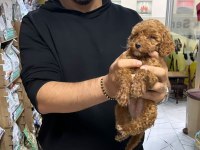 Üst Kalite Toy Poodle Yavrular