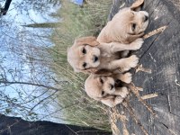 Safkan Cocker Köpekler