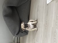 Pug yavrusu 3 aylık saf kan tuvalet eğitimli