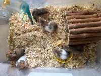 Minik hamster bebekler
