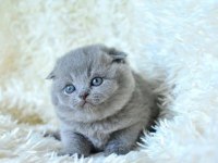 Irk Ve Sağlık Garantili Scottish Fold