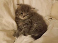 Zeka küpü british longhair