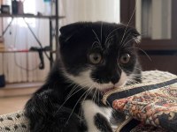 Half British cats