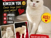 Harika Huya Sahip Scottish Fold Oğluş