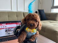 Hiçbir yerde Göremeyeceğiniz Toy poodle Bebekler
