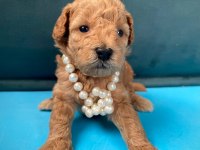 A+ Maltipoo Yavrular