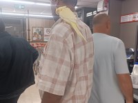 Lutino Kırmız Göz Sultan Papağanı