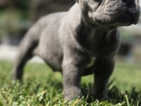 EĞİTİMLİ FRENCH BULLDOG YAVRULARI İSTANBUL 