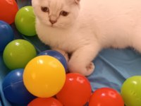 Scottish fold erkek ve dişi