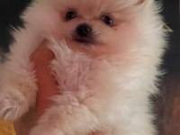 A kalite bardak boy pomeranian boo yavrular
