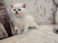 British shorthair bebekler yeni yuvalarını arıyor