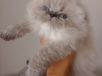 Yakışıklı bir erkek scottish fold