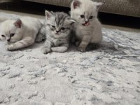British blue point