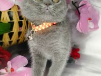Minnoş Lara yeni yuva scottish fold