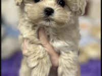 Maltipoo Saf Kan Irk Köpeğimiz
