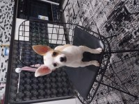 4 aylık güzel chihuahua prensesimiz yeni sahibini arıyor