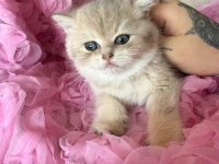 Dişi british shorthair