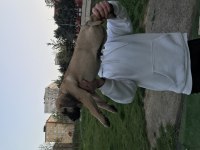 A Class Presa Canario Yavruları