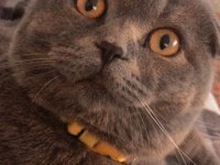 2 yaşında güzel ırk damızlık scottish fold