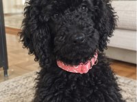 3 AYLIK DEV POODLE (ROYAL POODLE)