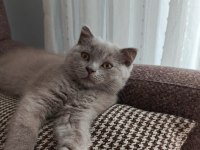 British shorthair yavrular