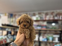 Kıvırcık Poodle Şirinler Sizlerle