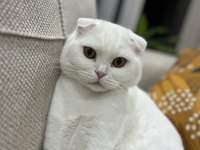 2 yaşında scottish fold oğlum