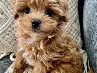 Maltipoo Yavrumuz Kg Garantili