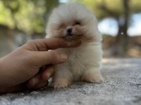 Sağlık Ve Irk Garantili Pomeranian Boo Yavrularımız
