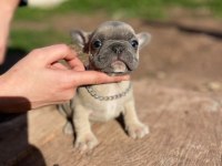 FRENCH BULLDOG TOSUNCUKLAR YENİ AİLELERİNİ BEKLİYOR