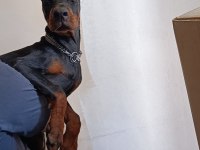 A scr Doberman yavruları