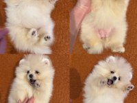 Pomeranian boo yavrularımız mevcut