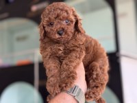 Yasal ruhsatlı çifrlikde ziyarete açık toy poodle 