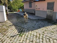 Hakiki saf kangal erkek