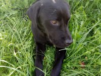5-6 aylık labrador ücretsiz sahiplendirme