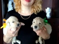 Golden Retriever Gelip Görerek Alabilirsiniz
