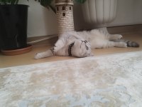 11 aylık kedimizi sahiplendiriyoruz