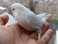 Ücretsiz sahiplendirilecek beyaz kırmızı göz lutino muhabbet