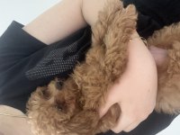 Acil poodle köpeğimiz