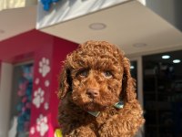 RED BROWN TOY POODLE IRK VE SAĞLIK GARANTİLİ YAVRULAR