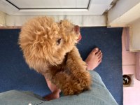 Acil cipli 8 aylık poodle