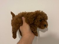 Toy poodle