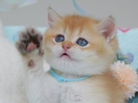 Altın Parıltısı Golden British Shorthair 