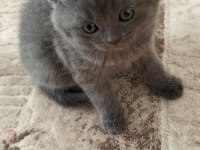 British Shorthair Ve Scottish Fold