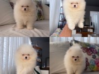 Pomeranian Boo Yavruları Hepsi Sağlıklı