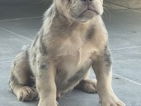 French bulldog erkek yavrumuz