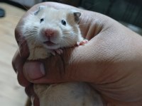 Ele Alışık Hamster Yavrular